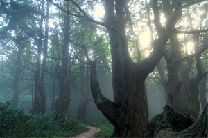 肘折観光幻想の森