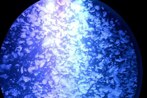 肘折温泉観光庄内加茂水族館クラゲ