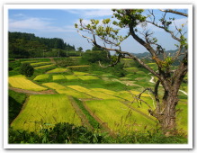 棚田百選にも選ばれている大蔵村(四ヶ村)にある棚田です。夏には、蛍火祭りが行われ、野外コンサートも行われます。(車で２０分)