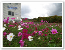 新庄方面から肘折に向かってくる途中にあります。ラベンダーを摘むこともでき、ちょっと立ち寄ってみてはいかがですか？